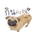 What The PUGs 2（個別スタンプ：16）