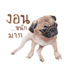 What The PUGs 2（個別スタンプ：18）