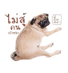 What The PUGs 2（個別スタンプ：19）