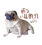 What The PUGs 2（個別スタンプ：20）