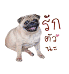 What The PUGs 2（個別スタンプ：21）