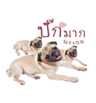 What The PUGs 2（個別スタンプ：23）