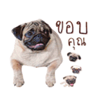 What The PUGs 2（個別スタンプ：25）