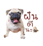 What The PUGs 2（個別スタンプ：26）