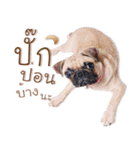 What The PUGs 2（個別スタンプ：27）