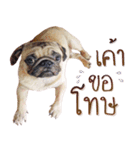 What The PUGs 2（個別スタンプ：28）