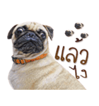 What The PUGs 2（個別スタンプ：31）