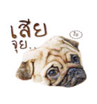 What The PUGs 2（個別スタンプ：33）