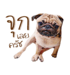 What The PUGs 2（個別スタンプ：34）