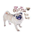 What The PUGs 2（個別スタンプ：35）