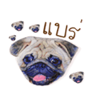 What The PUGs 2（個別スタンプ：36）