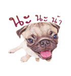 What The PUGs 2（個別スタンプ：37）