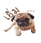 What The PUGs 2（個別スタンプ：39）