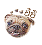 What The PUGs 2（個別スタンプ：40）