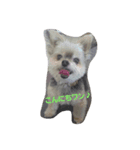 mix dog 1（個別スタンプ：1）