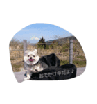 mix dog 1（個別スタンプ：3）