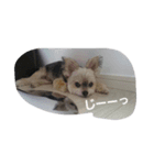 mix dog 1（個別スタンプ：4）