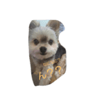 mix dog 1（個別スタンプ：5）