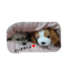 mix dog 1（個別スタンプ：6）