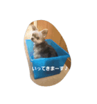 mix dog 1（個別スタンプ：7）
