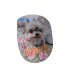 mix dog 1（個別スタンプ：8）