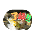 ミーたんの日常（個別スタンプ：16）