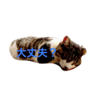 ころすけスタンプ（個別スタンプ：10）