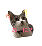 ころすけスタンプ（個別スタンプ：11）