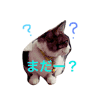 ころすけスタンプ（個別スタンプ：13）