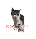 ころすけスタンプ（個別スタンプ：14）