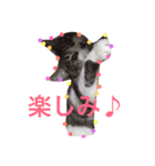 ころすけスタンプ（個別スタンプ：15）
