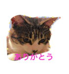 ころすけスタンプ（個別スタンプ：22）