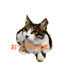 ころすけスタンプ（個別スタンプ：24）