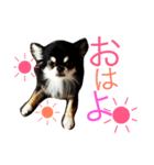 ラブチワワ（個別スタンプ：13）