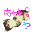 ラブチワワ（個別スタンプ：22）