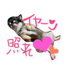 ラブチワワ（個別スタンプ：26）