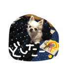 オリバー チワワ（個別スタンプ：4）