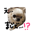 オリバー チワワ（個別スタンプ：10）