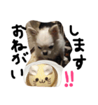 オリバー チワワ（個別スタンプ：24）