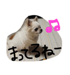 オリバー チワワ（個別スタンプ：27）
