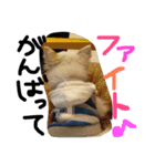 オリバー チワワ（個別スタンプ：30）