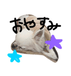 オリバー チワワ（個別スタンプ：34）