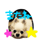 オリバー チワワ（個別スタンプ：36）