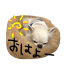 オリバー チワワ（個別スタンプ：37）