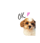 marulifespecial3（個別スタンプ：1）