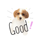 marulifespecial3（個別スタンプ：5）