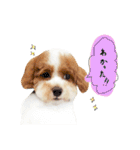 marulifespecial3（個別スタンプ：7）