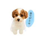 marulifespecial3（個別スタンプ：11）