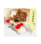 marulifespecial3（個別スタンプ：18）