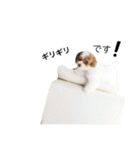 marulifespecial3（個別スタンプ：24）